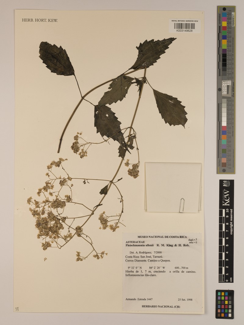 Fleischmannia allenii photo 2