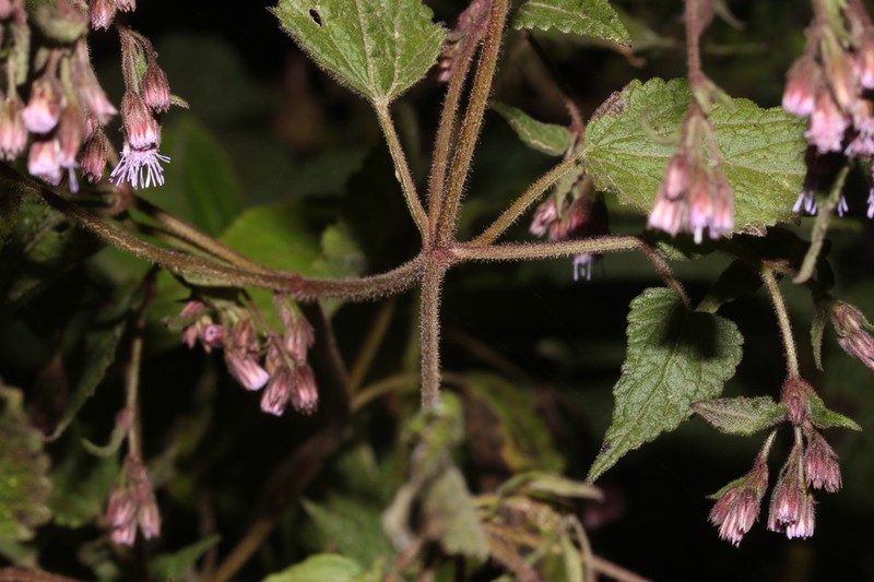 Fleischmannia altihuanucana