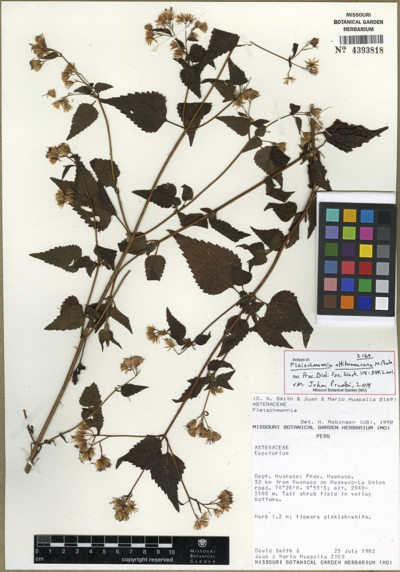Fleischmannia altihuanucana photo 2