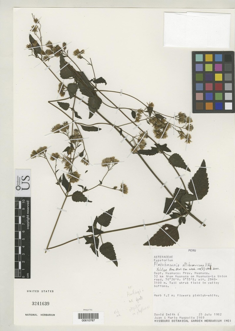 Fleischmannia altihuanucana photo 3