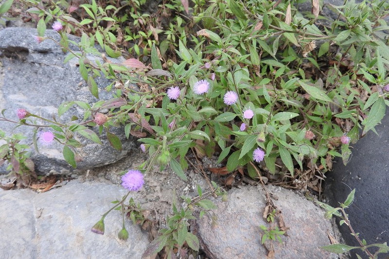 Fleischmannia arguta