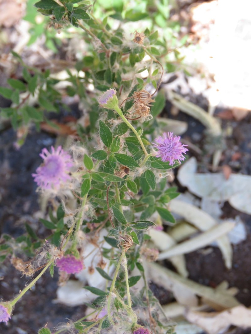 Fleischmannia arguta photo 2