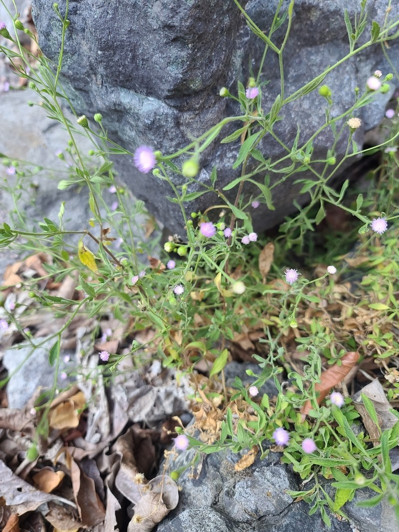 Fleischmannia arguta photo 3