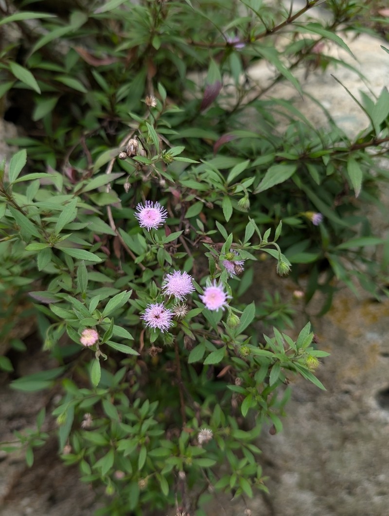 Fleischmannia arguta photo 4