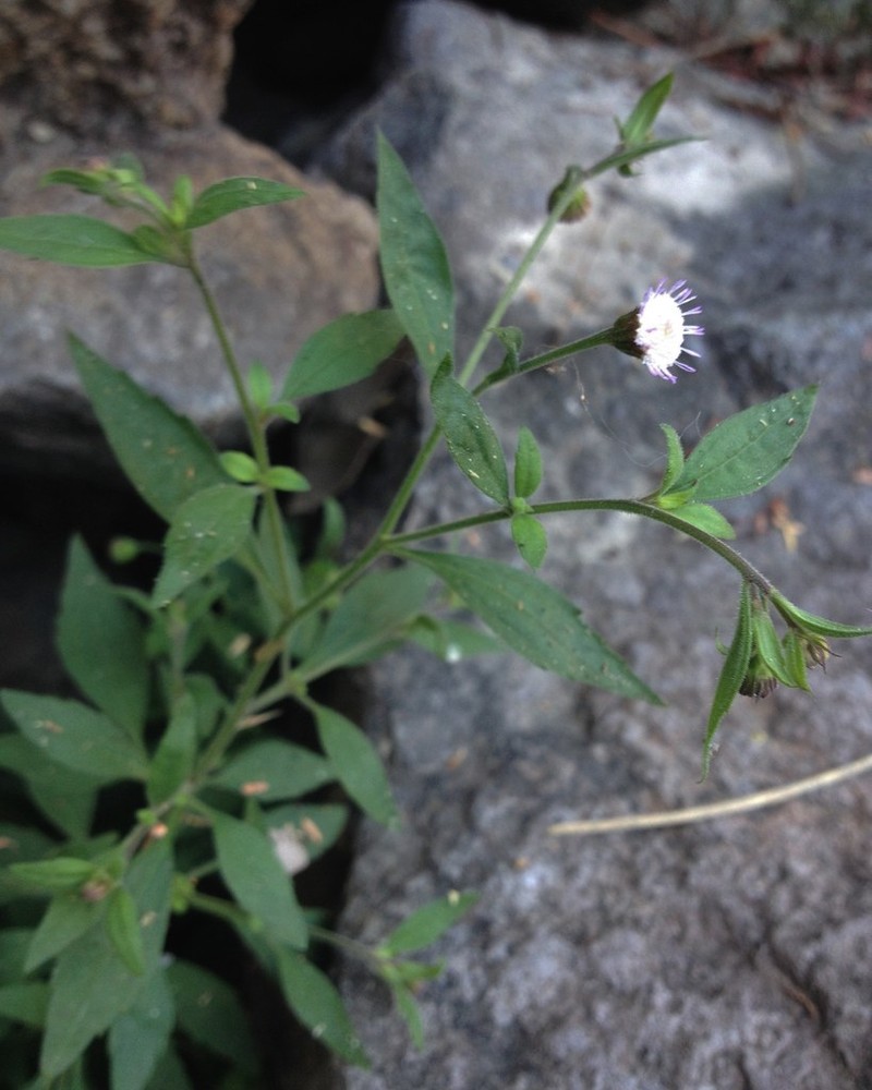 Fleischmannia arguta photo 5