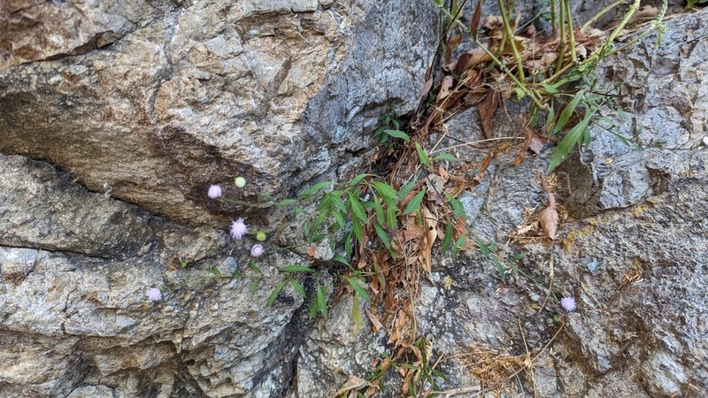 Fleischmannia arguta photo 6
