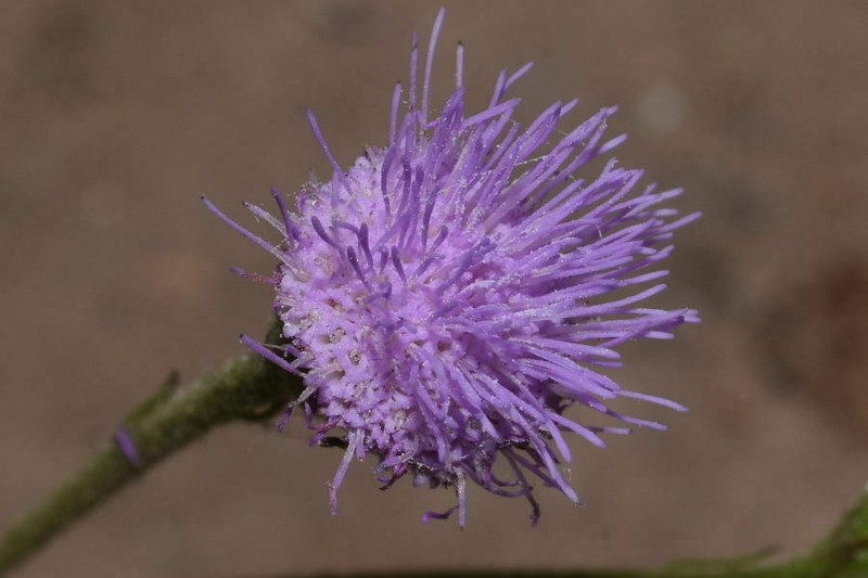 Fleischmannia arguta photo 7