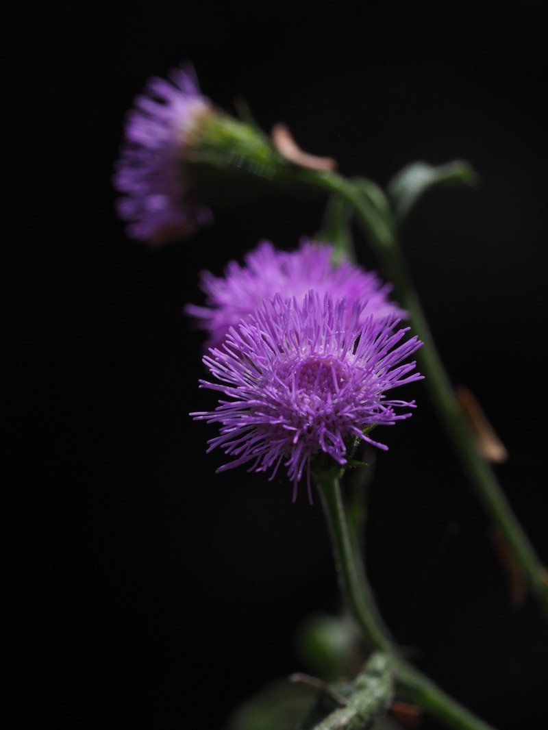 Fleischmannia arguta photo 8