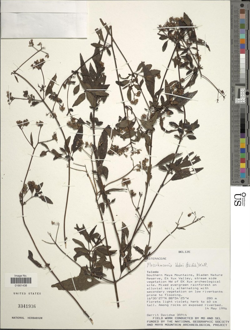 Fleischmannia blakei