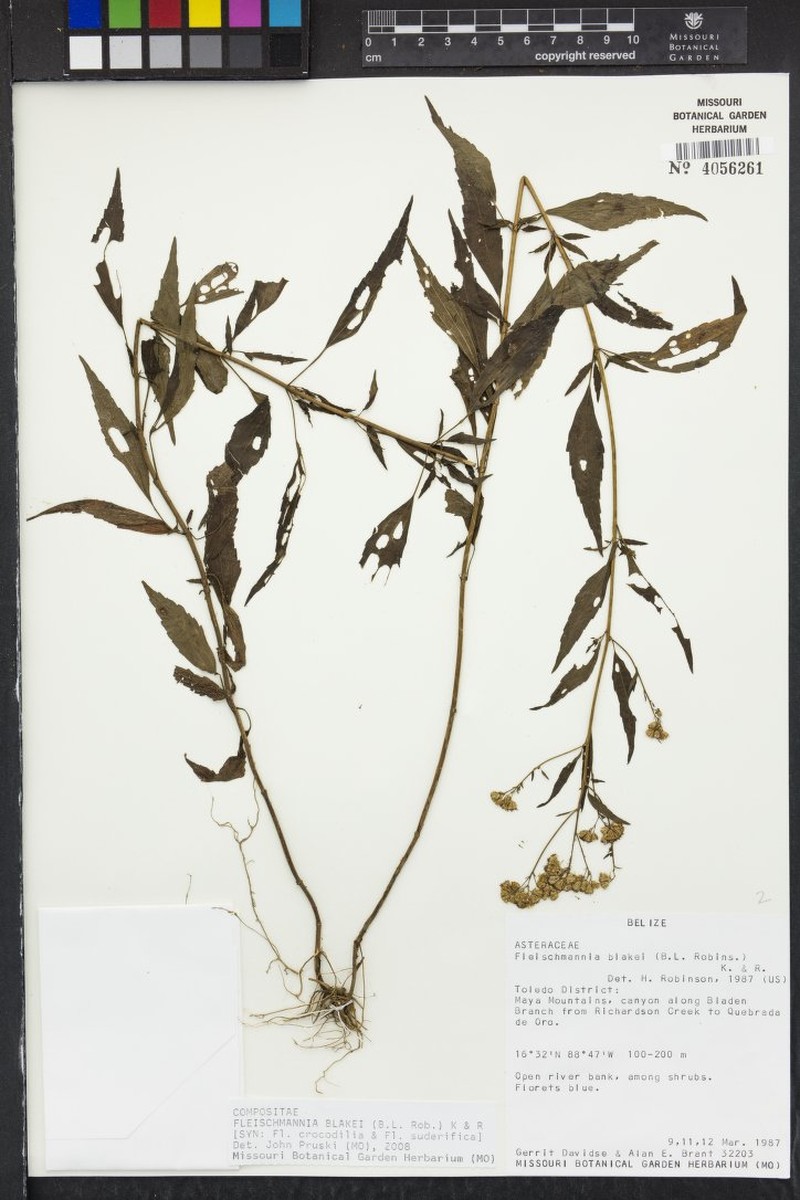 Fleischmannia blakei photo 2