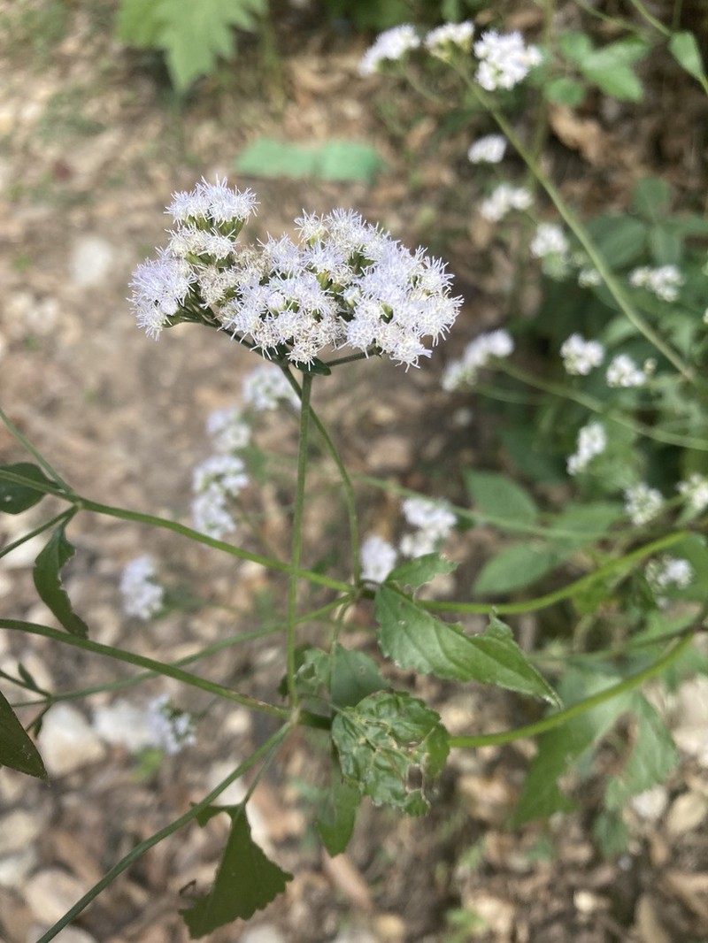 Fleischmannia bohlmanniana