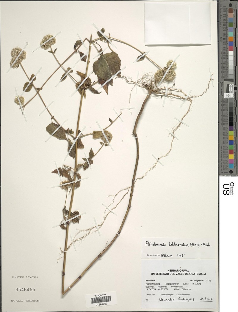Fleischmannia bohlmanniana photo 2