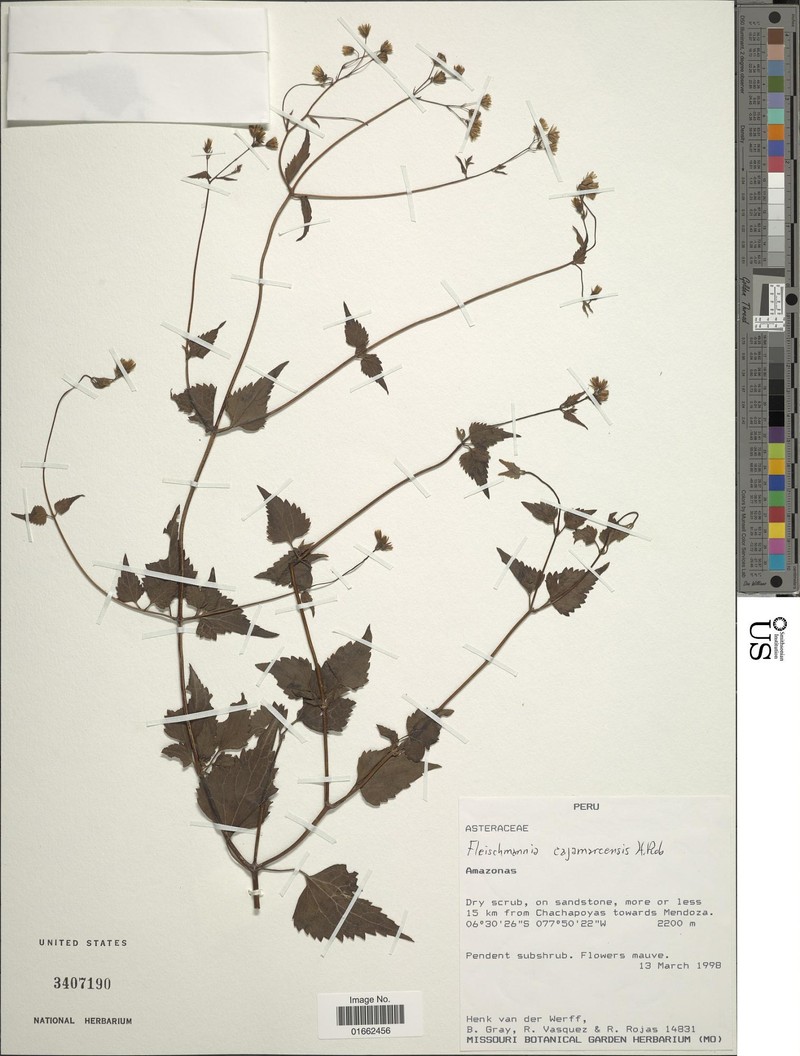 Fleischmannia cajamarcensis