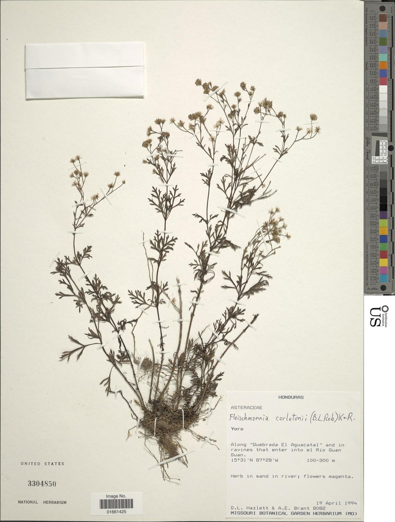 Fleischmannia carletonii