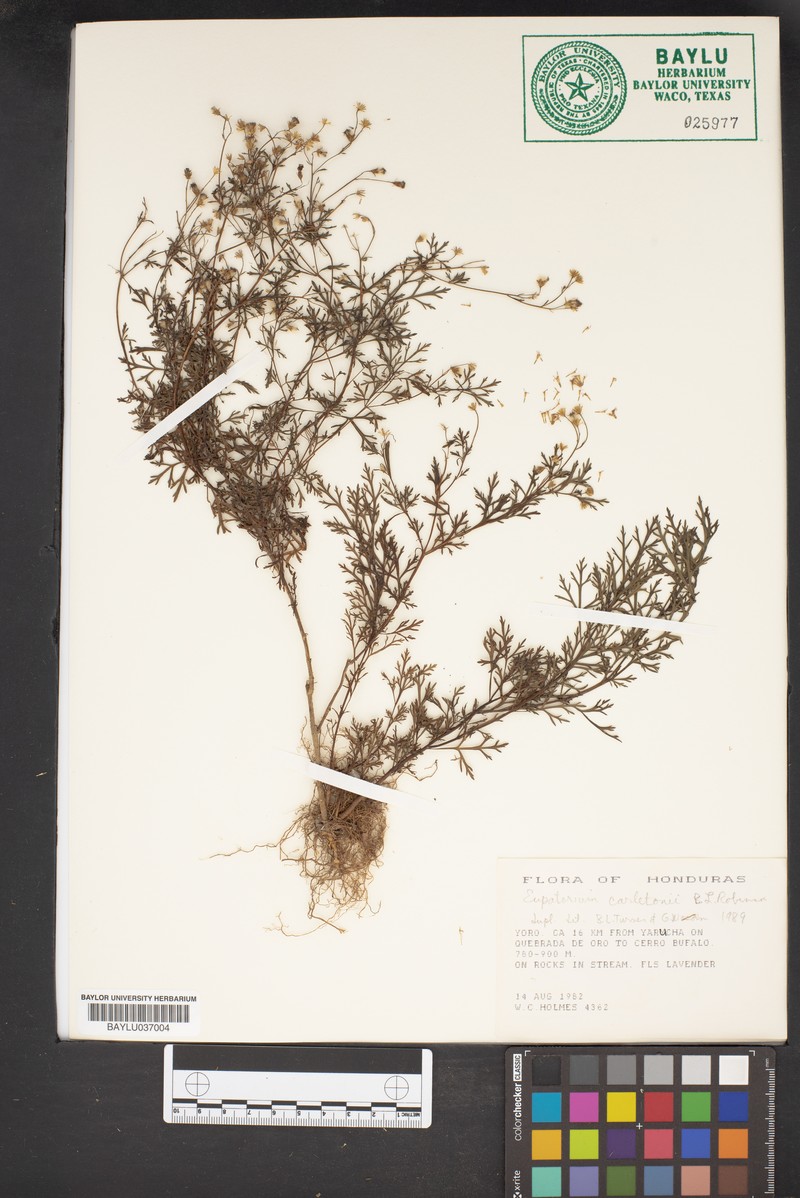 Fleischmannia carletonii photo 2