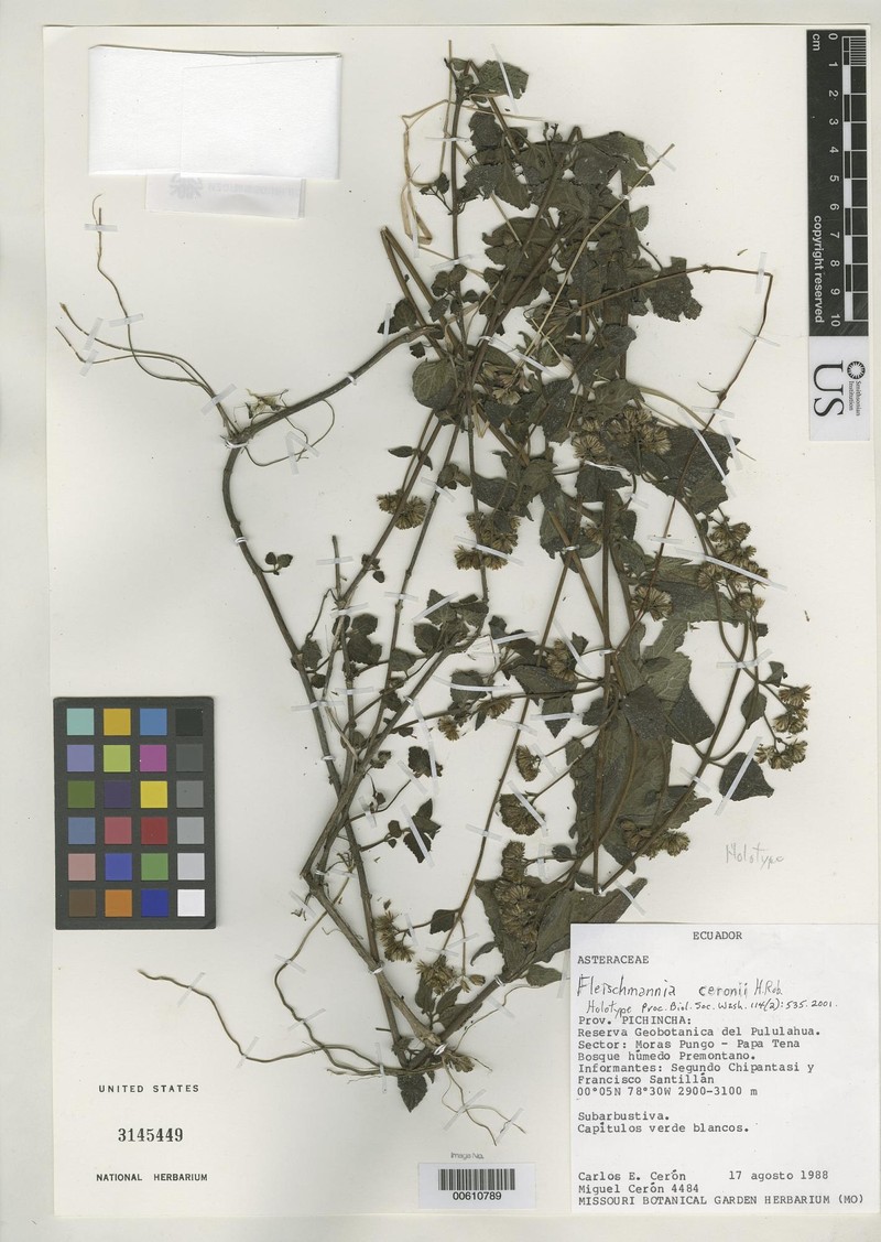 Fleischmannia ceronii