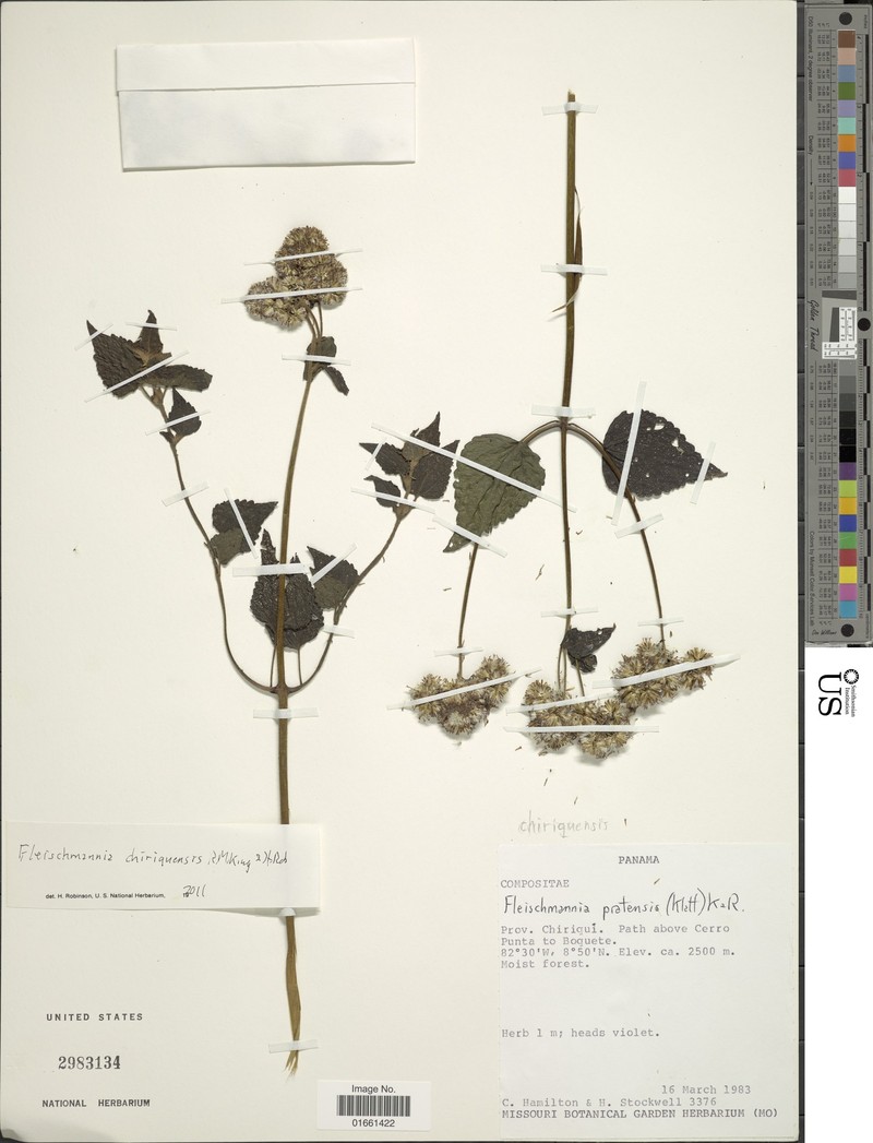 Fleischmannia chiriquensis