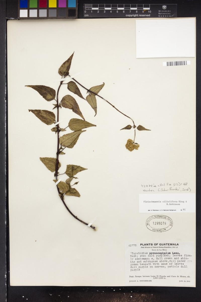 Fleischmannia ciliolifera