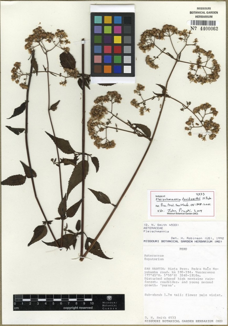 Fleischmannia davidsmithii