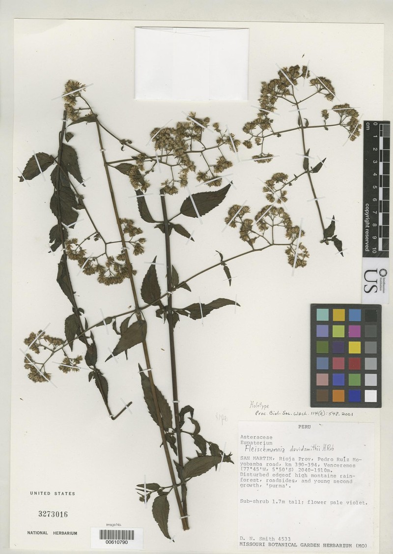 Fleischmannia davidsmithii photo 2