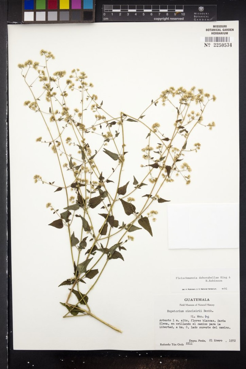 Fleischmannia deborabellae