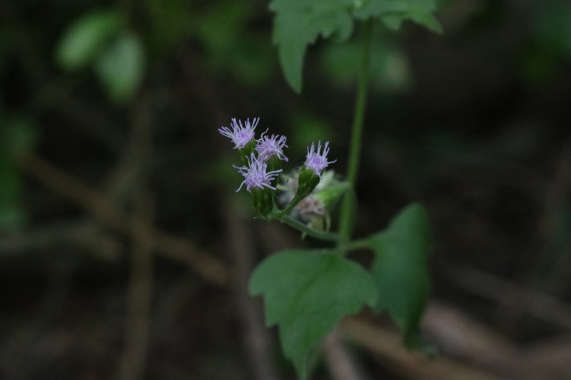 Fleischmannia dissolvens photo 2