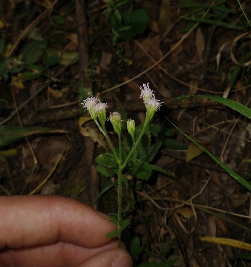 Fleischmannia dissolvens photo 4