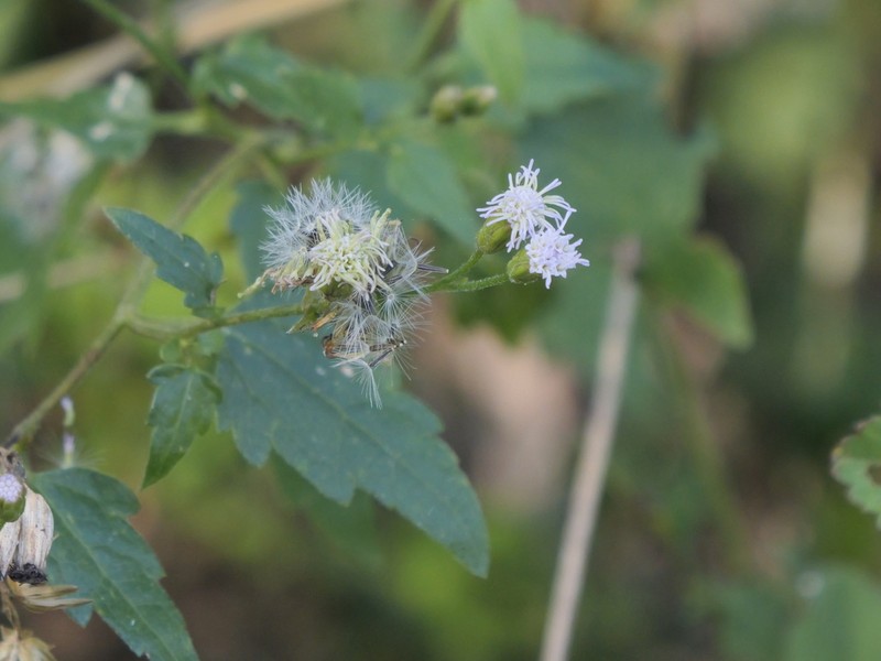 Fleischmannia dissolvens photo 5