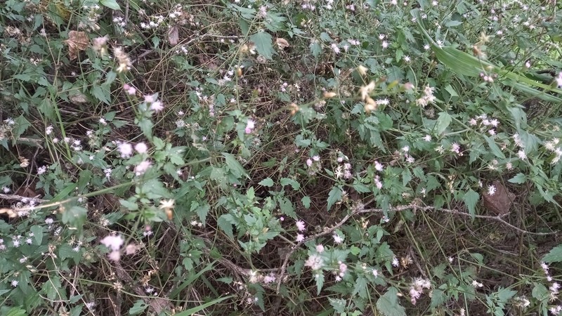 Fleischmannia dissolvens photo 7