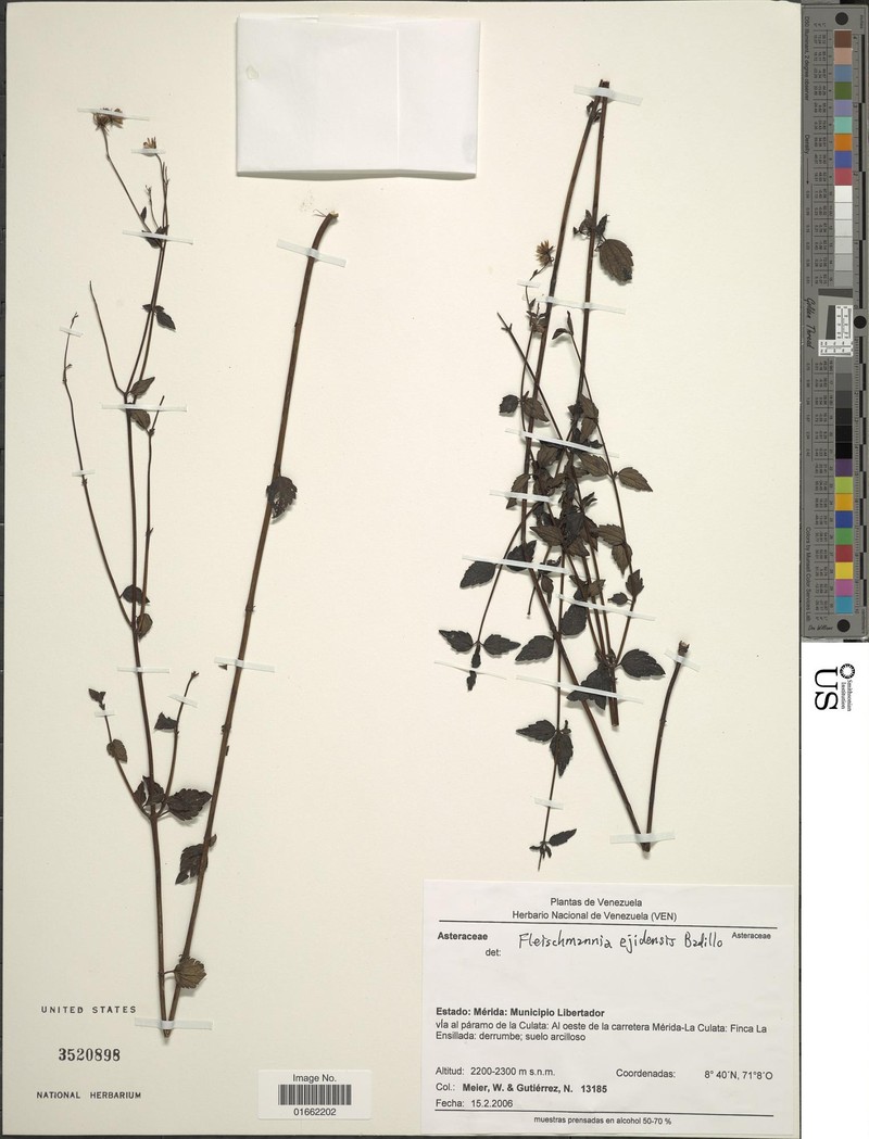 Fleischmannia ejidensis