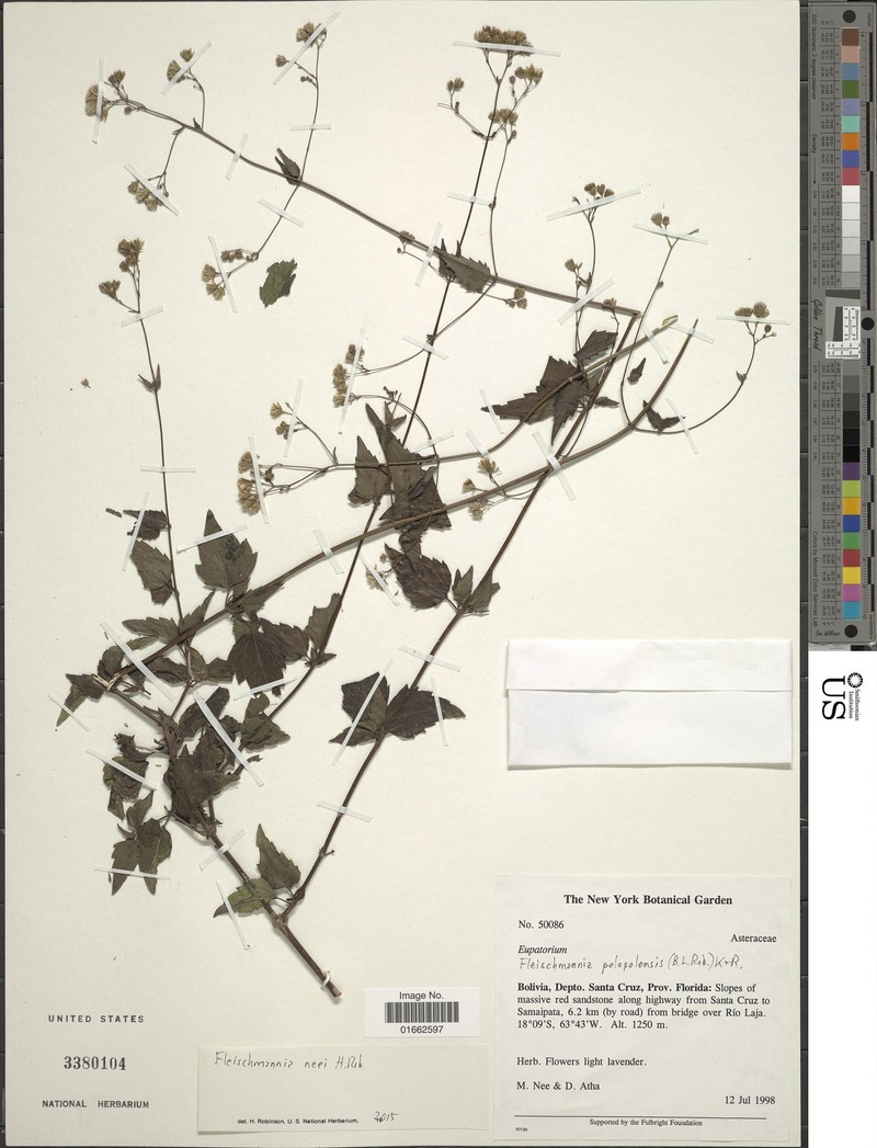 Fleischmannia fiebrigii