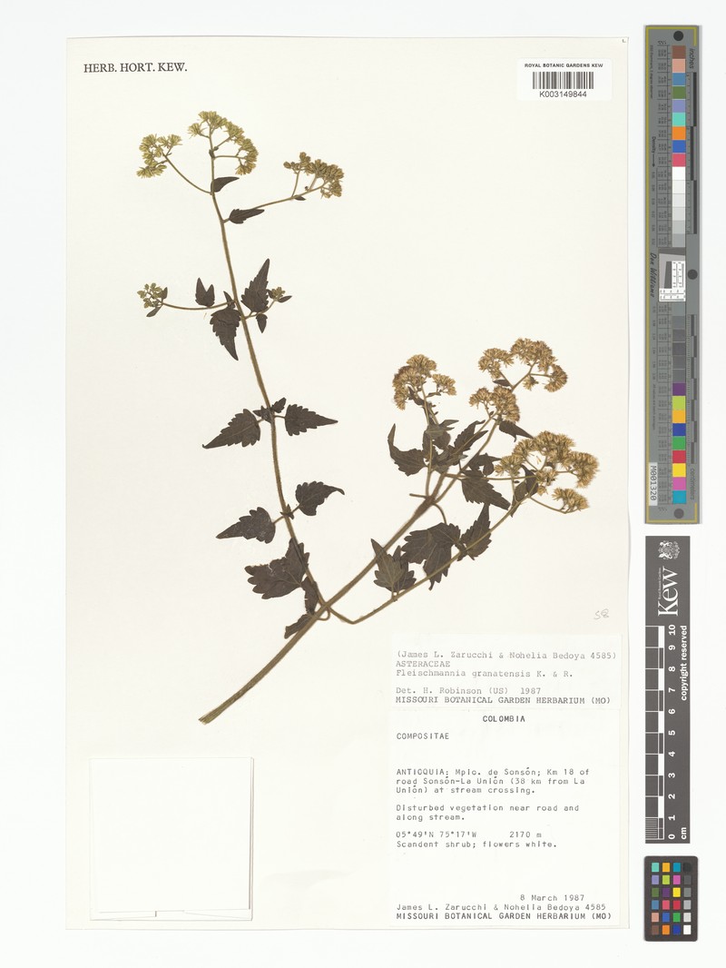 Fleischmannia granatensis