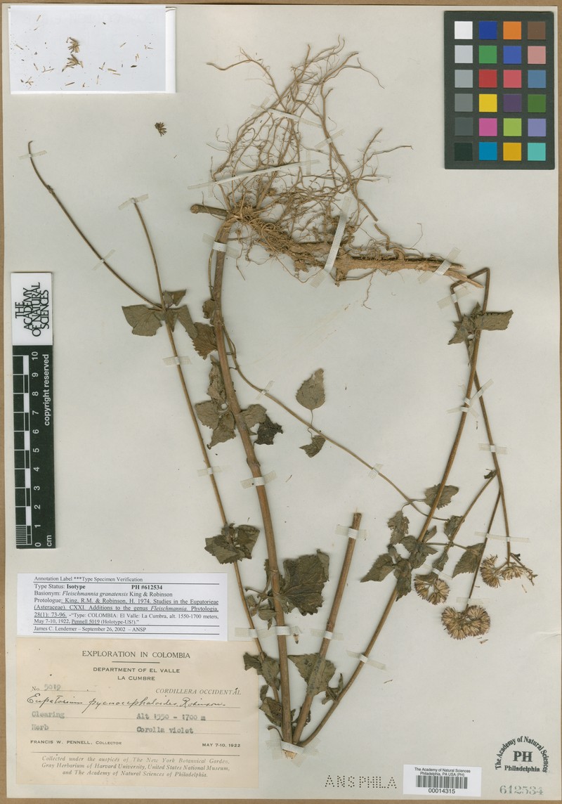 Fleischmannia granatensis photo 2