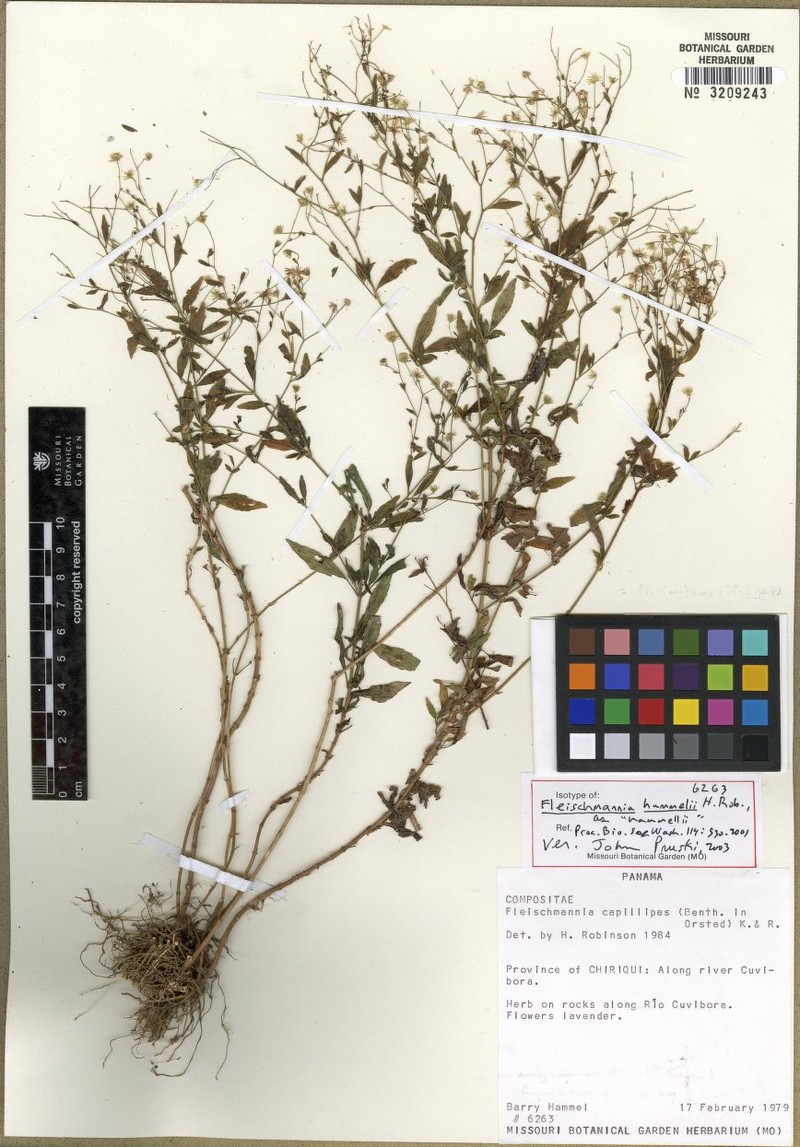 Fleischmannia hammelii