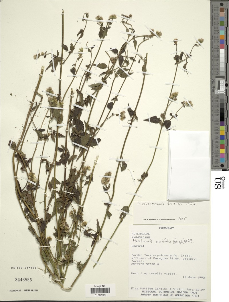 Fleischmannia hassleri