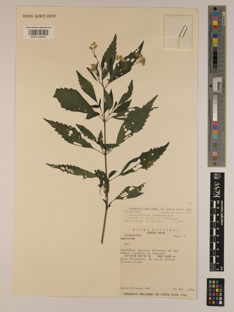 Fleischmannia hymenophylla