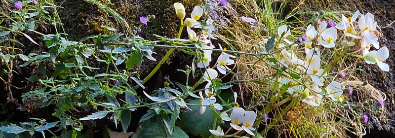 Fleischmannia imitans