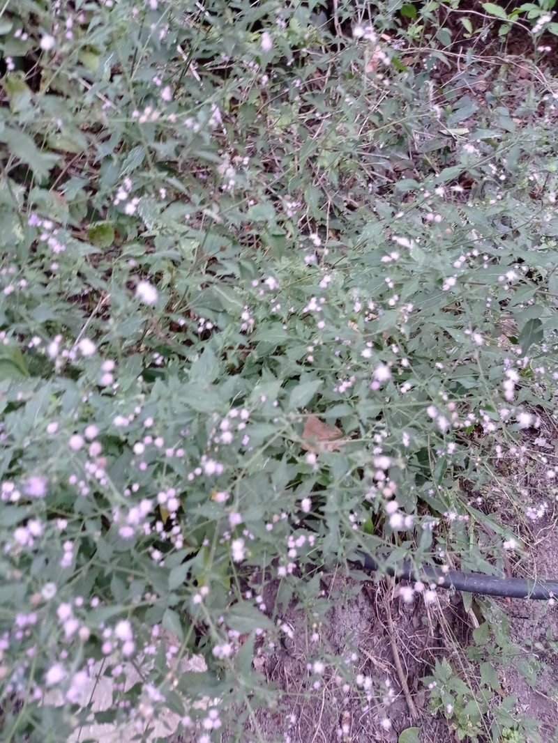 Fleischmannia imitans photo 3