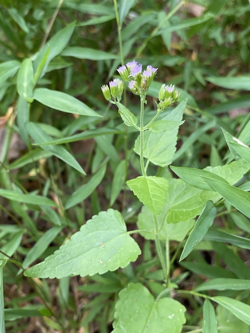 Pink Thoroughwort