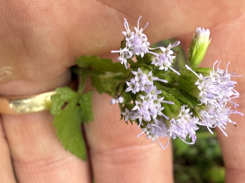 Pink Thoroughwort photo 2
