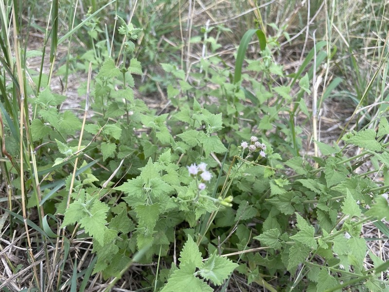 Pink Thoroughwort photo 3