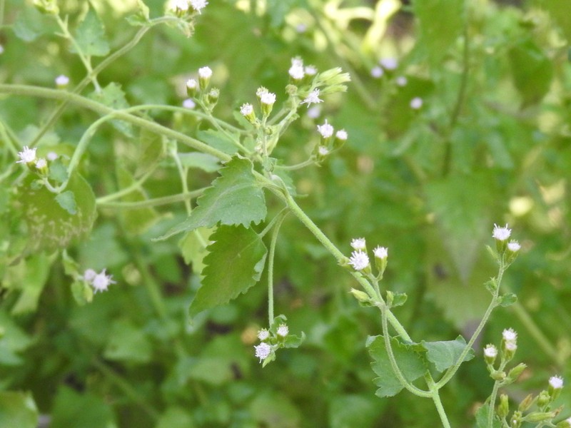 Pink Thoroughwort photo 4