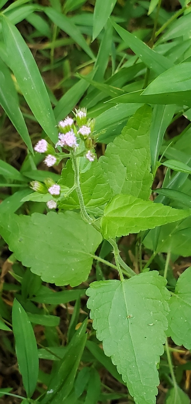 Pink Thoroughwort photo 5