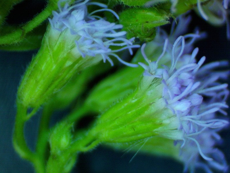 Pink Thoroughwort photo 6