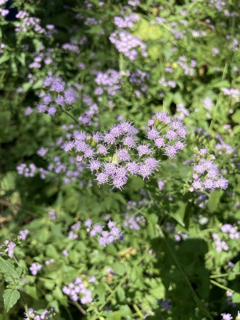 Pink Thoroughwort photo 7