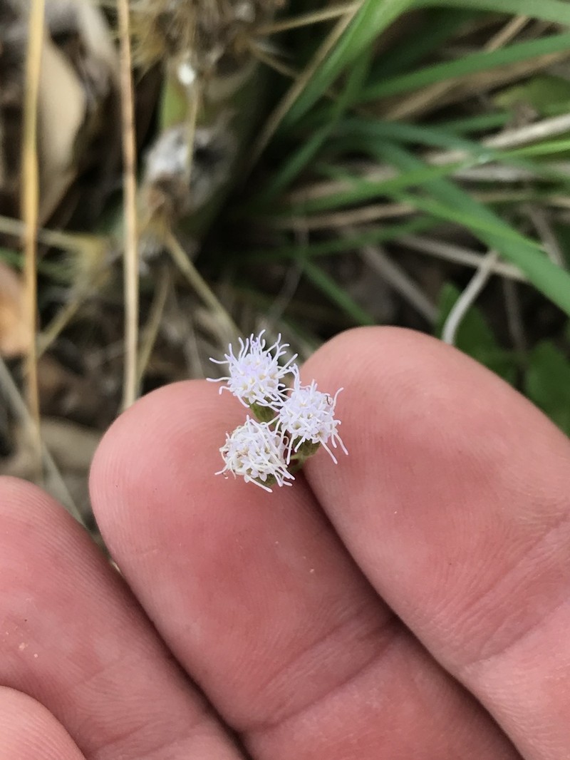 Pink Thoroughwort photo 8