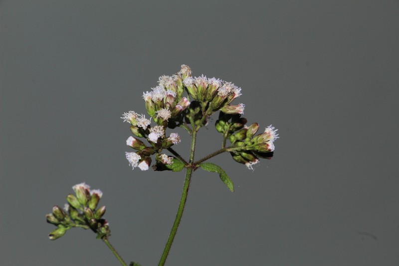 Fleischmannia klattiana