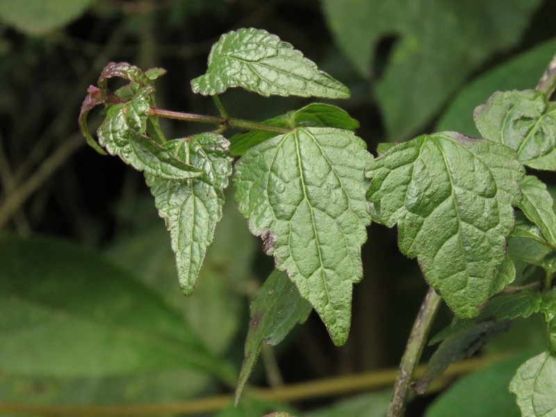 Fleischmannia klattiana photo 2
