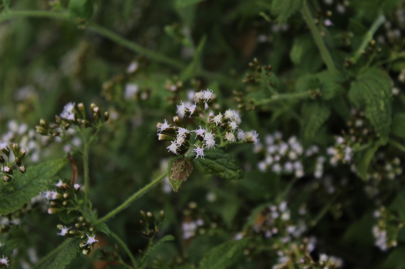 Fleischmannia klattiana photo 3