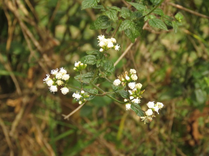 Fleischmannia klattiana photo 4